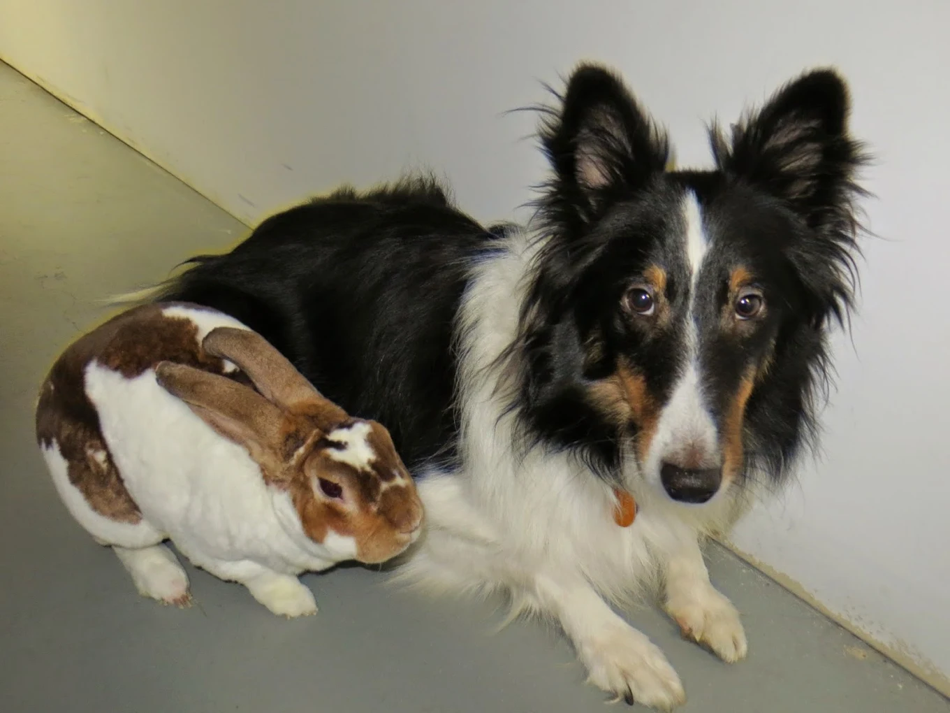 Kara's Critter Care